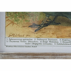 Bild DKD Home Decor Vögel (45 x 2 x 65 cm) (4 Stück)